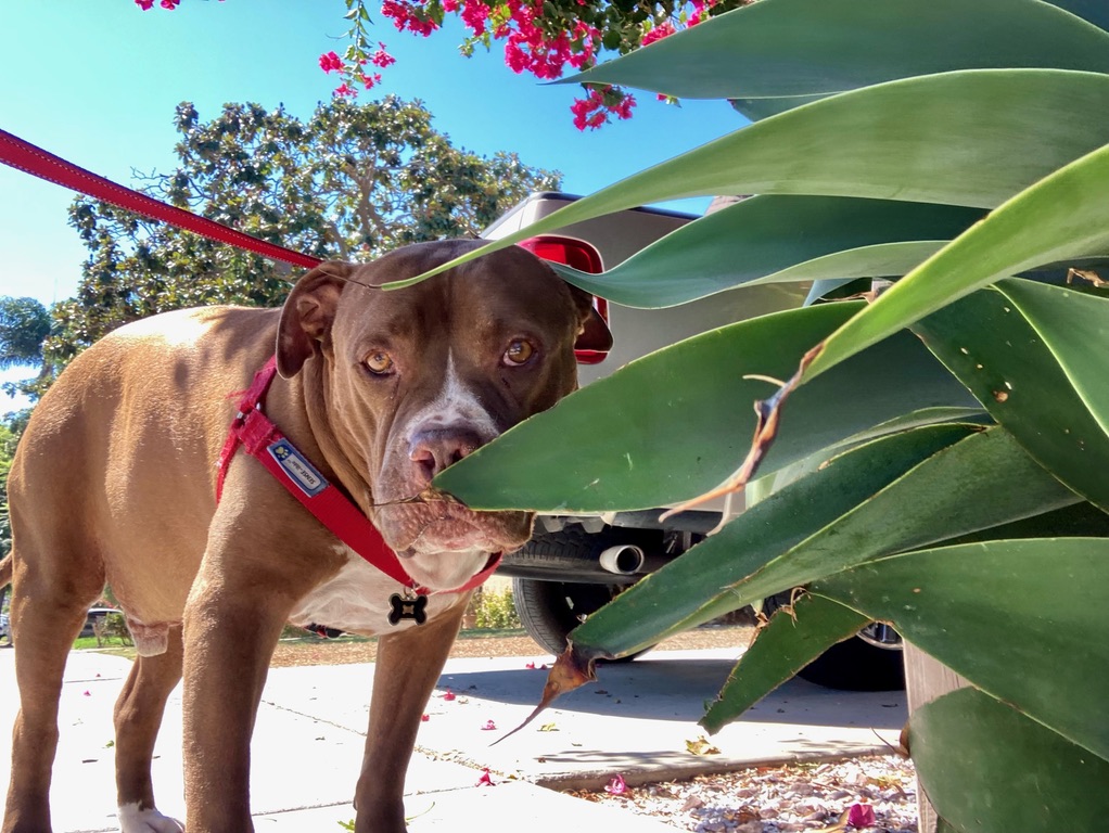 A brown and white dog standing outside behind a green plant in the sun